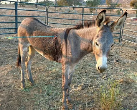 Wild Ass Healing Following Newest Projectile Strike on Feral Donkeys in the Golden State