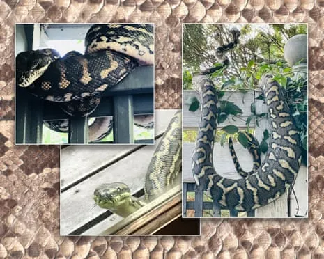 Accepting my Snakes in the Roof: A Journey from Dread to Admiration
