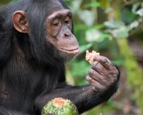 Wild Chimps Ingest Everyday Alcohol Equivalent to a Lager from Ripe Fruit